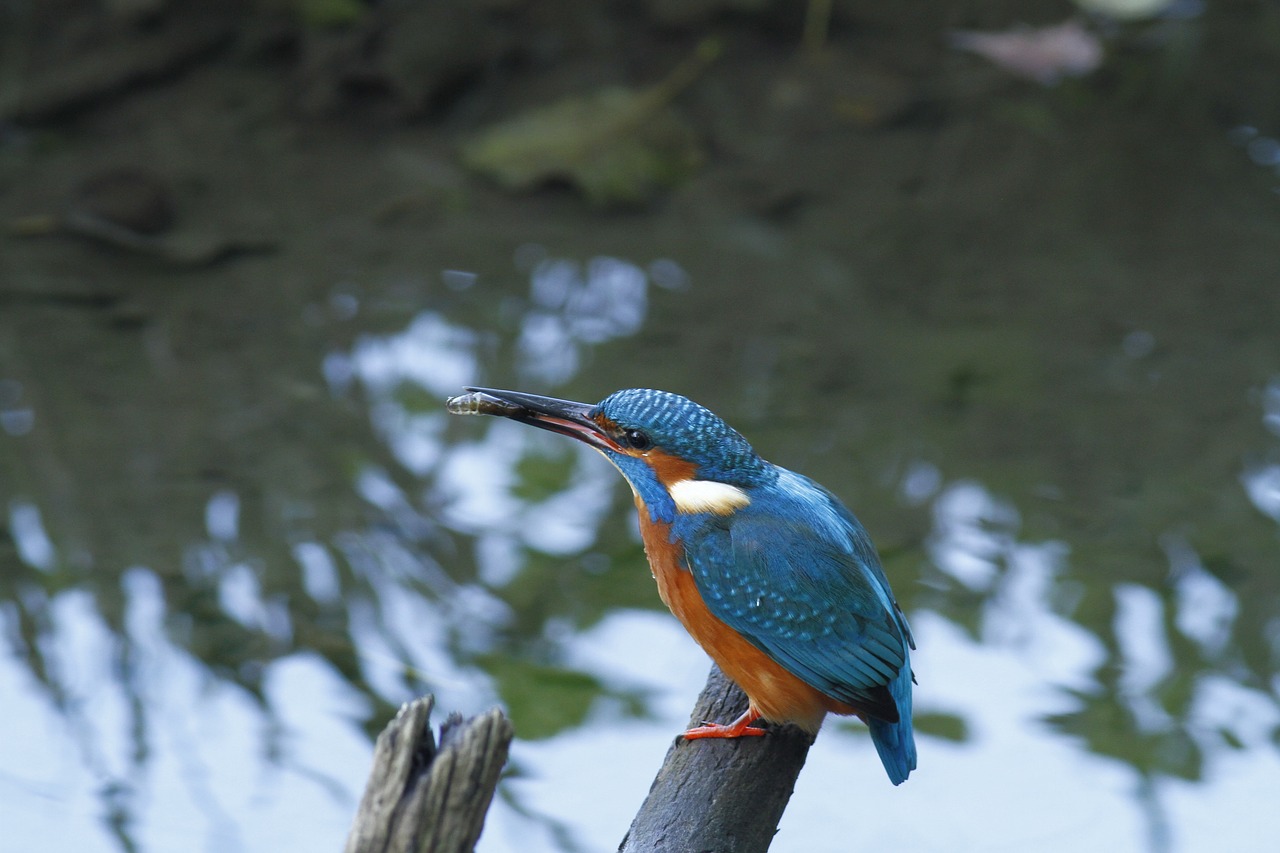 Image - kingfisher bird wild birdwatching