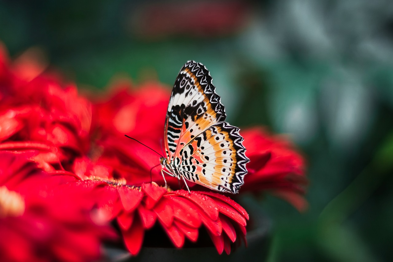 Image - butterfly insect colors colorful