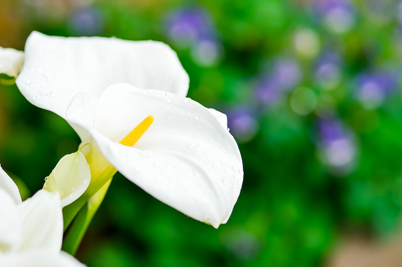 Image - spring white flowers plant natural