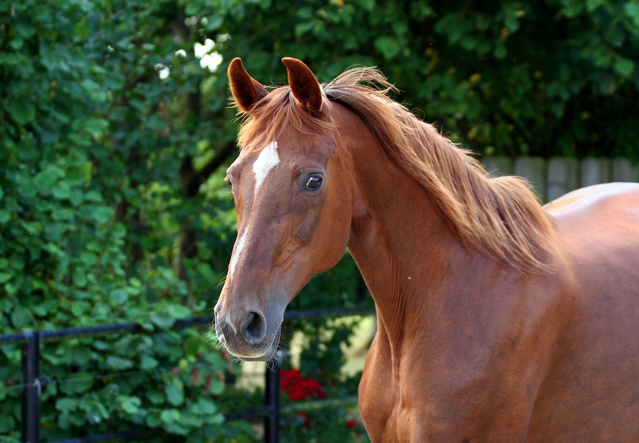 Image - horse whole blood fuchs
