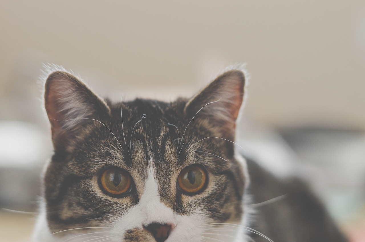 Image - pet animal cat animals dog feline