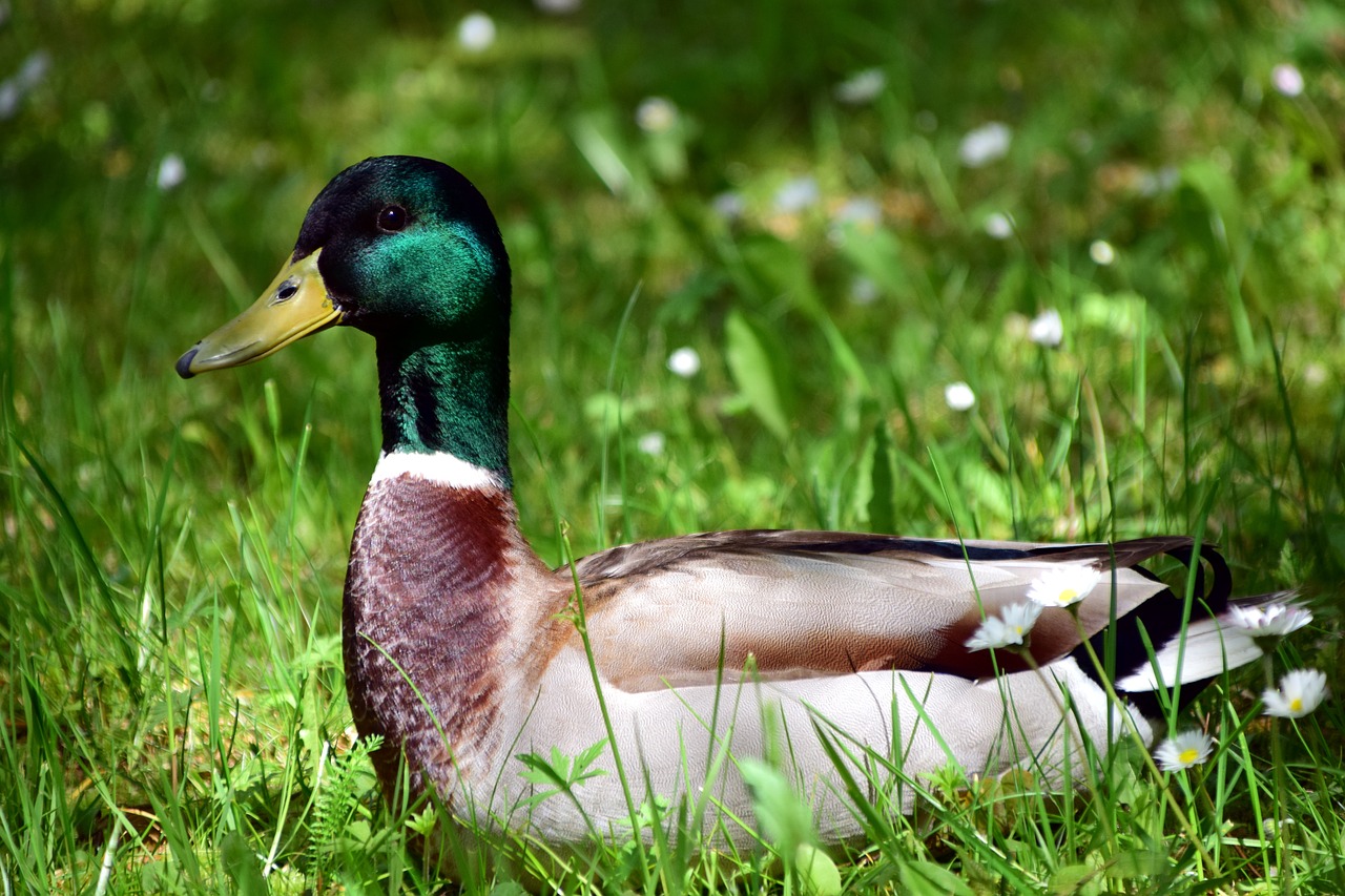 Image - duck meadow bird nature water bird