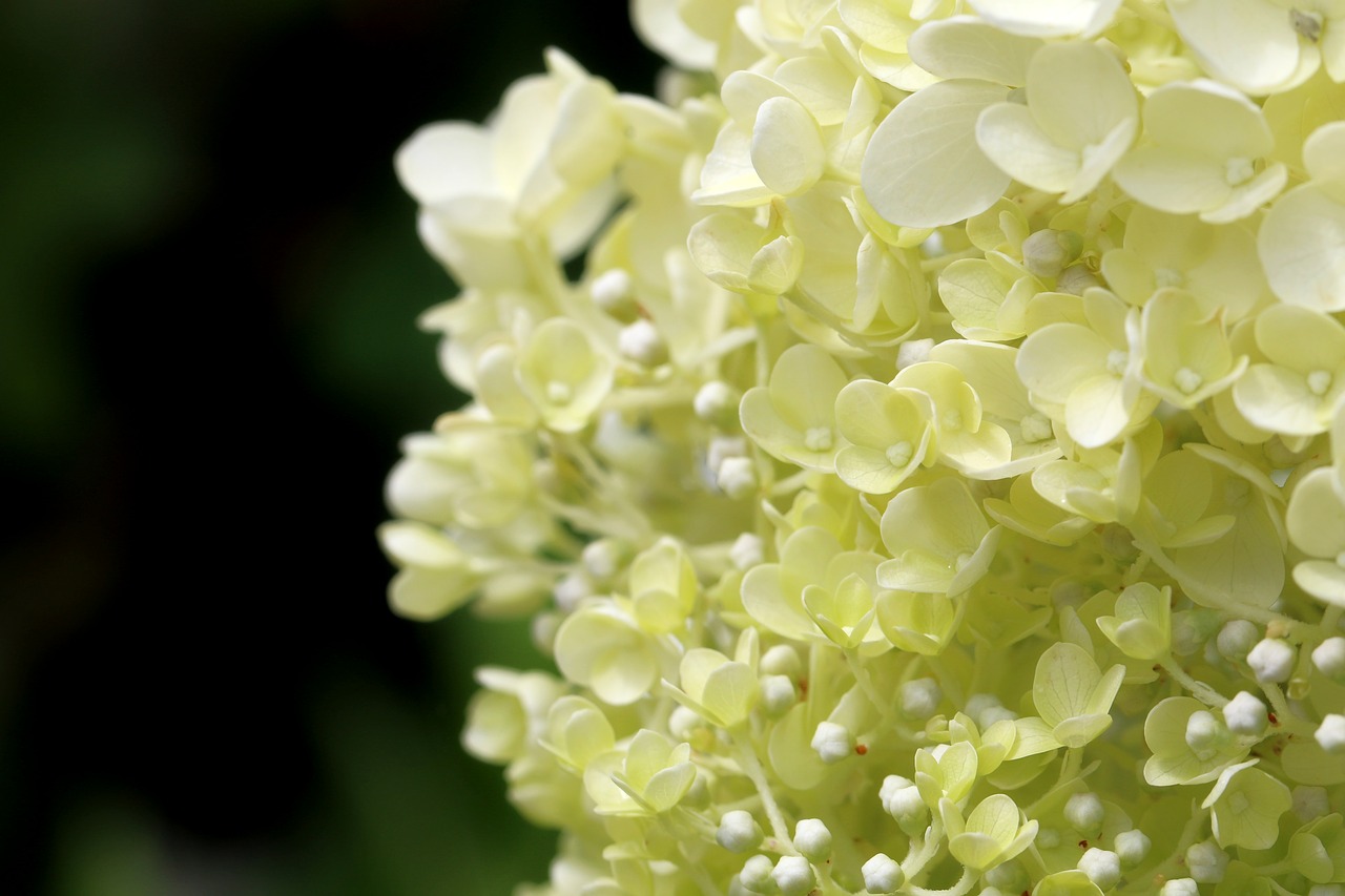 Image - plants nature forest flowers