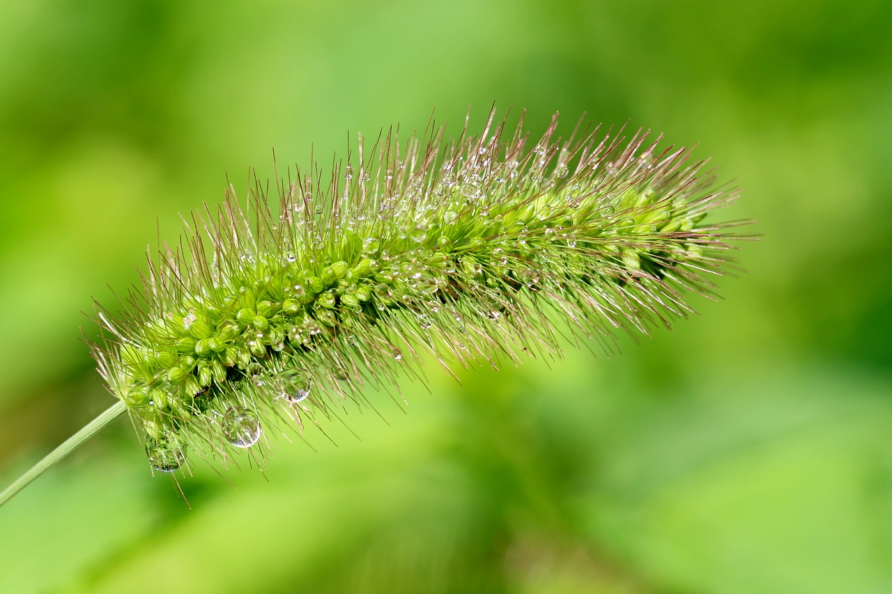 Image - pool foxtail nature abstract
