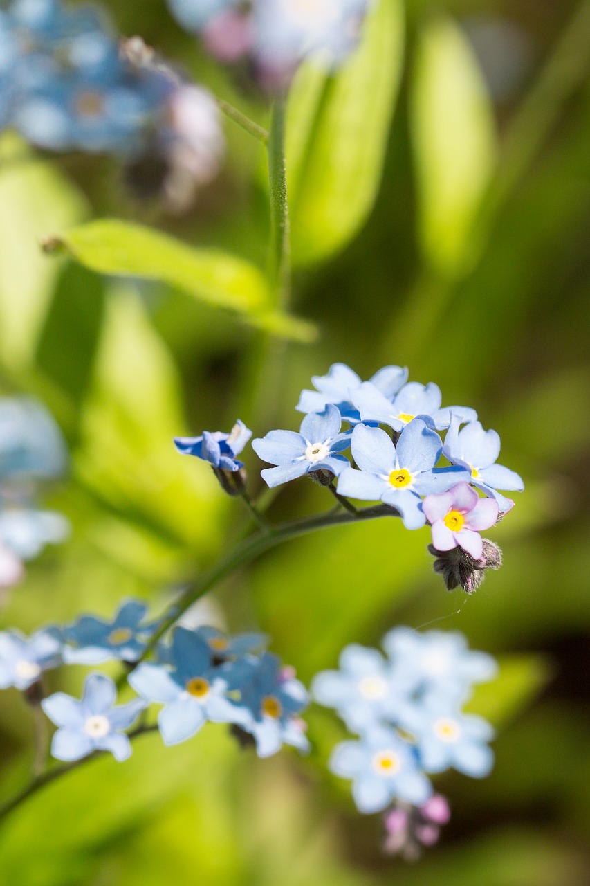 Image - flower blue forget me not myosotis