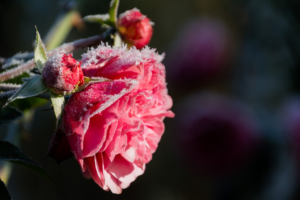Image - rose hoarfrost flower plant cold