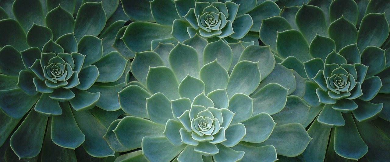Image - plant cactus close up tropical