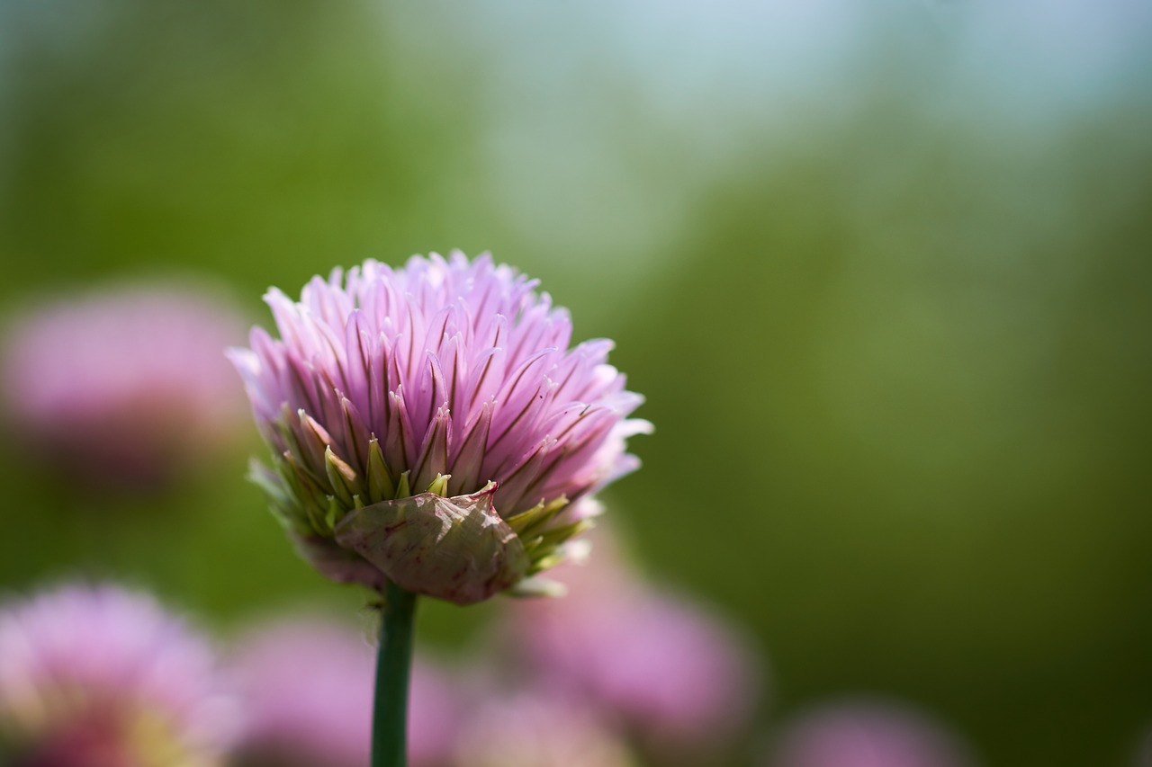 Image - chives flower blossom bloom purple