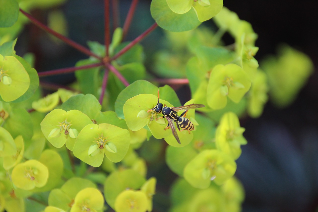 Image - wasp insect macro nature blossom