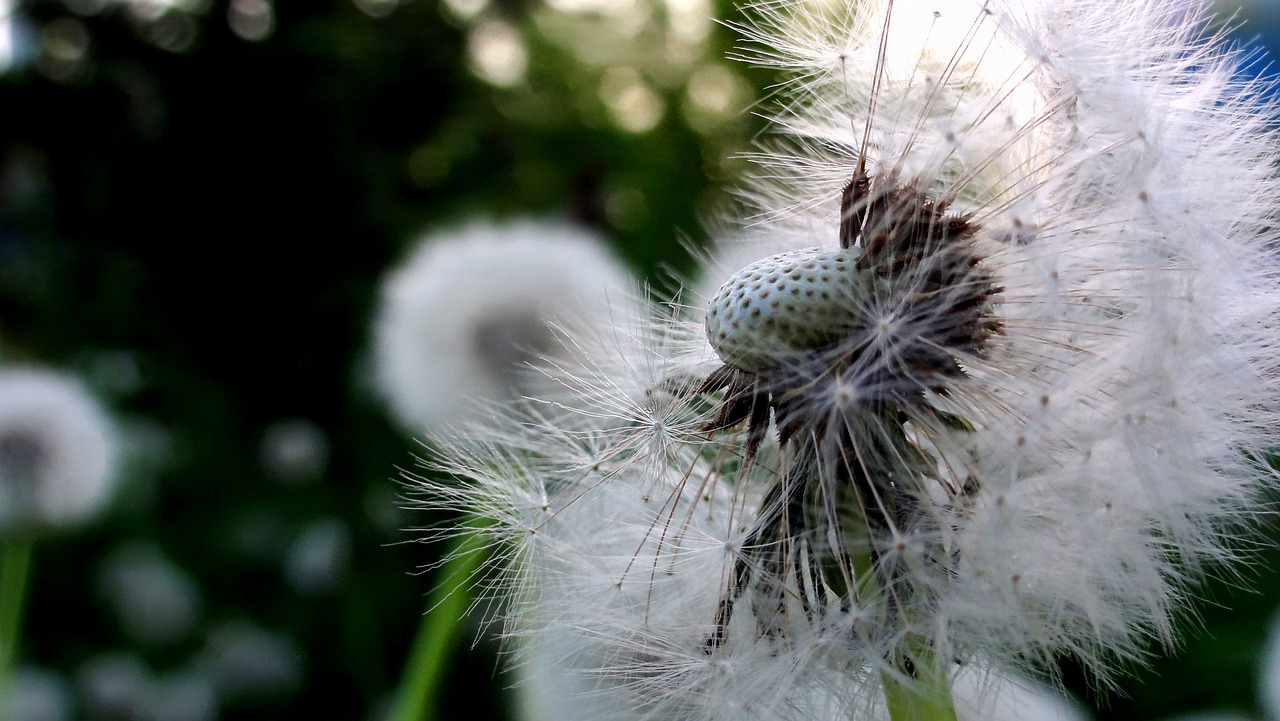 Image - dandelion nuns sonchus oleraceus