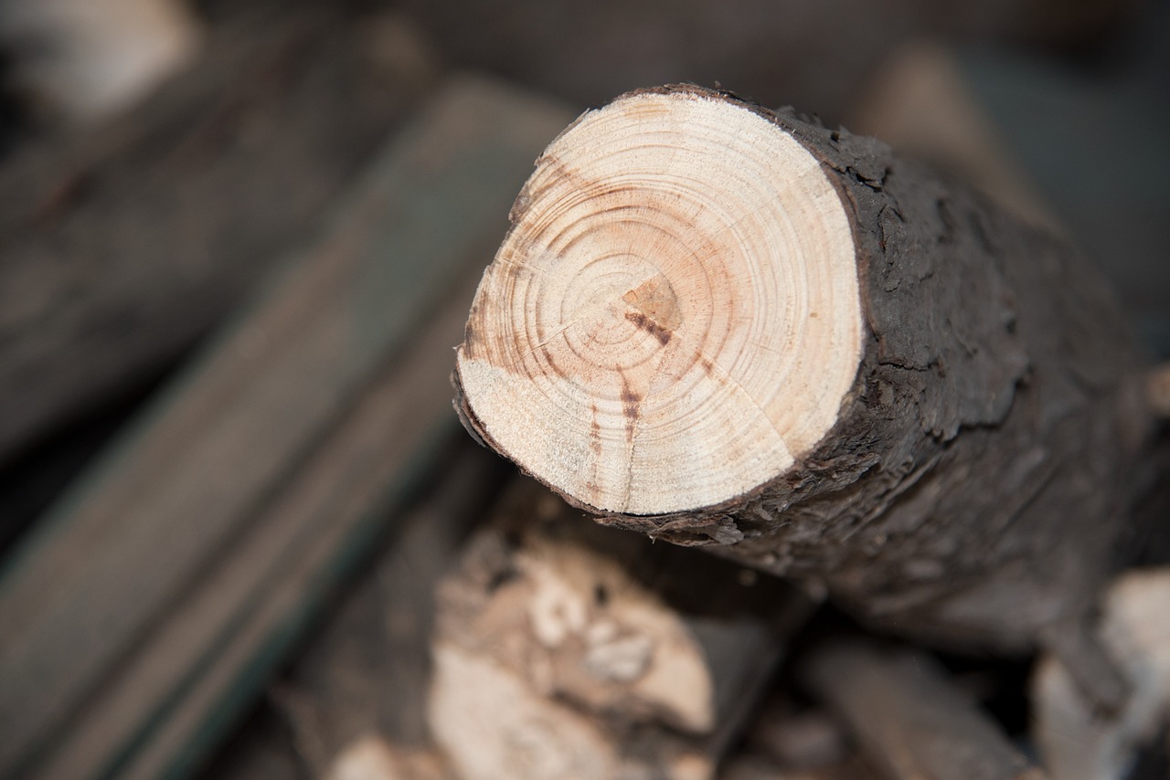 Image - wood annual ring growth ring