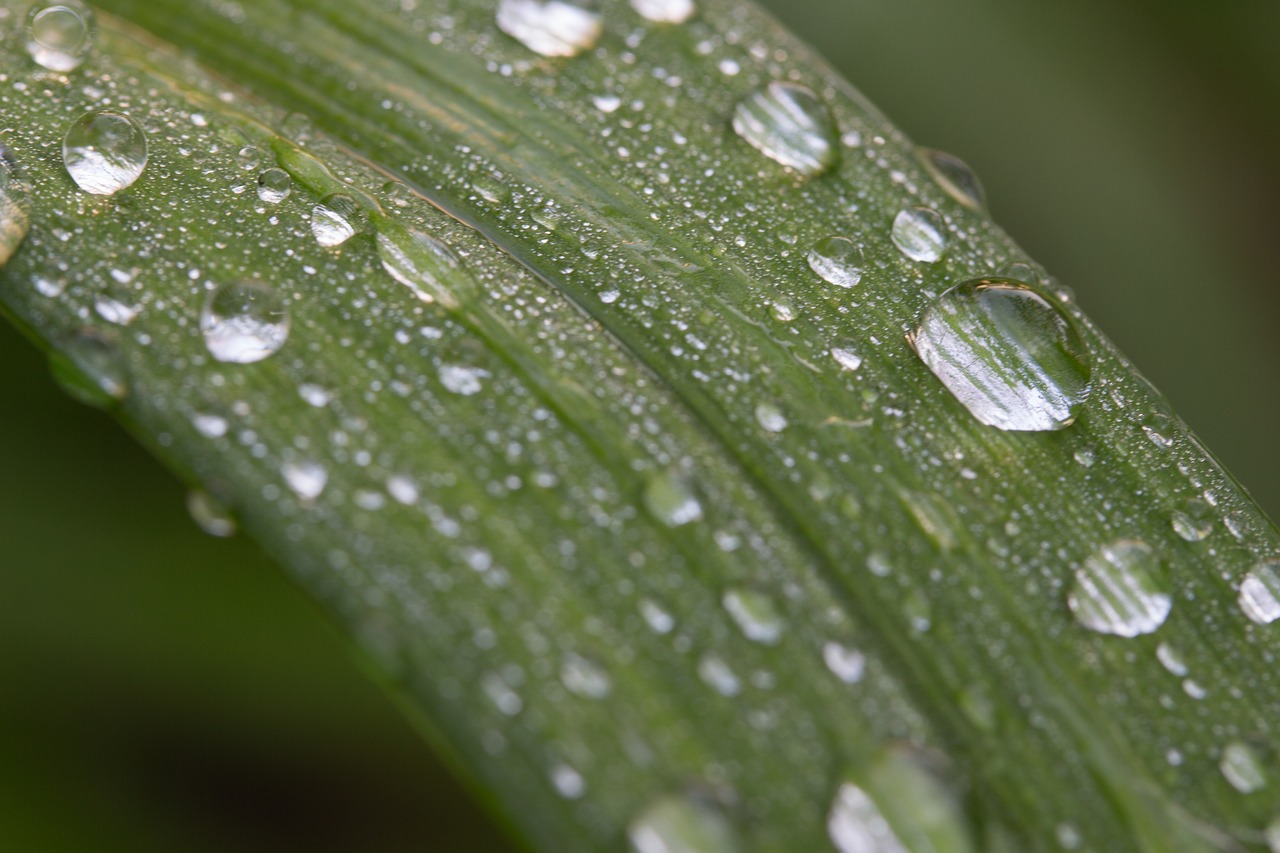 Image - foliage raindrop garden