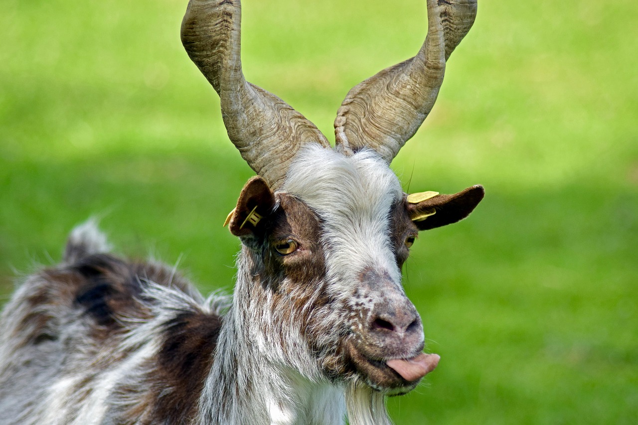 Image - girgentana goat livestock licking