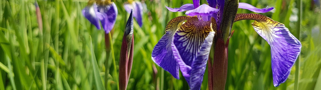 Image - wallpaper dual screen iris meadow