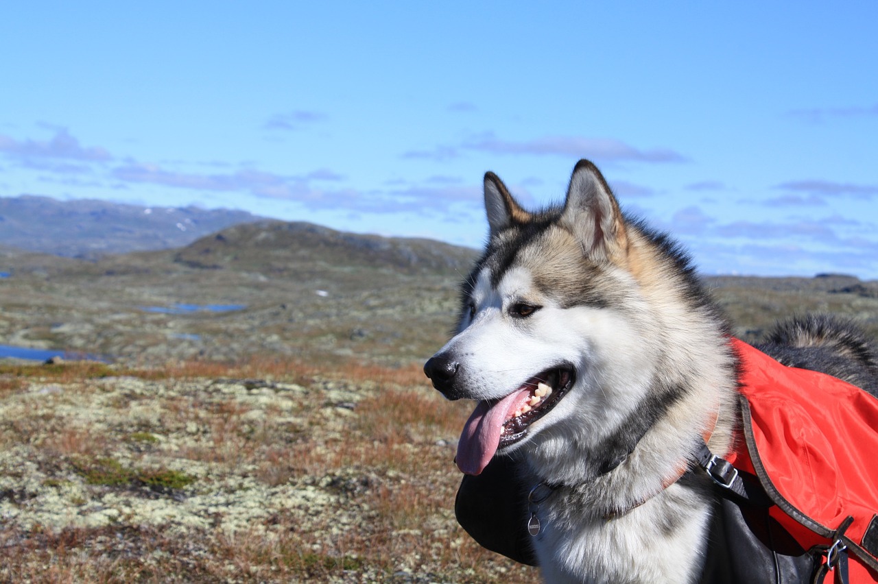 Image - alaskan malamute climbed sled dog