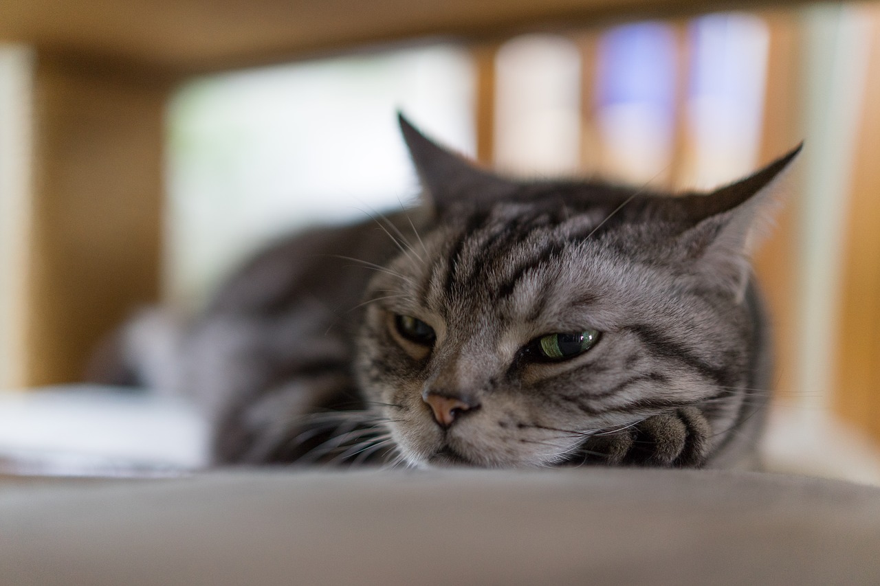 Image - cat afternoon nap pet cute fur