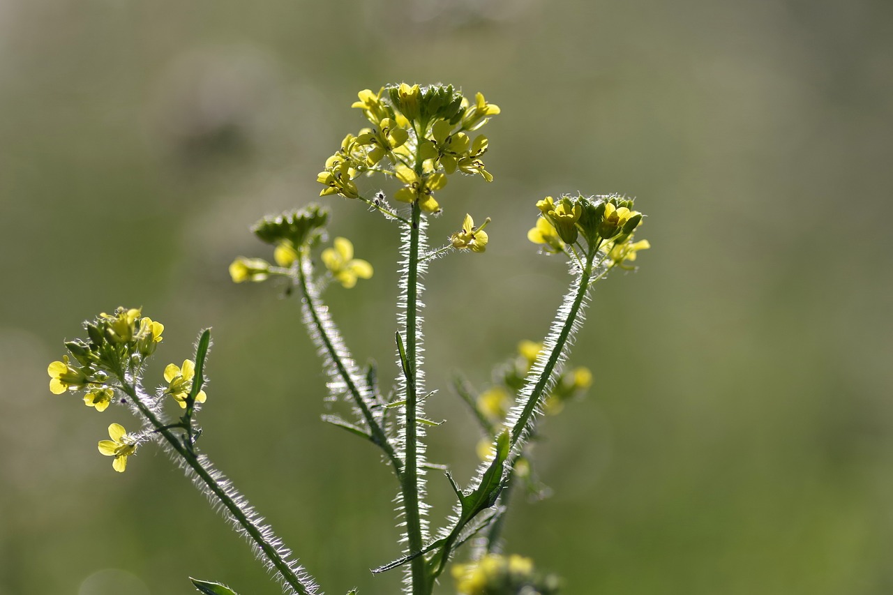Image - rapeseed flower single plant