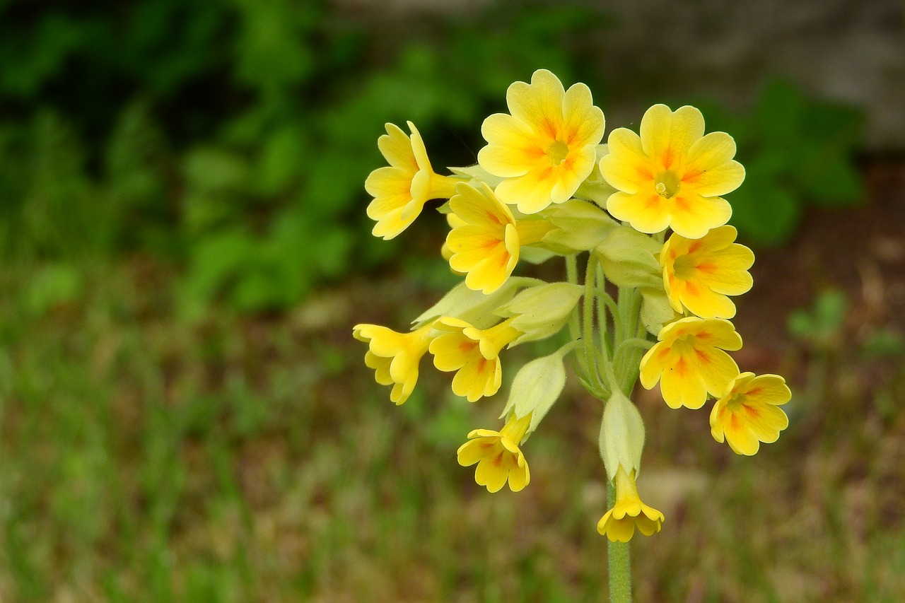 Image - primrose spring primrose