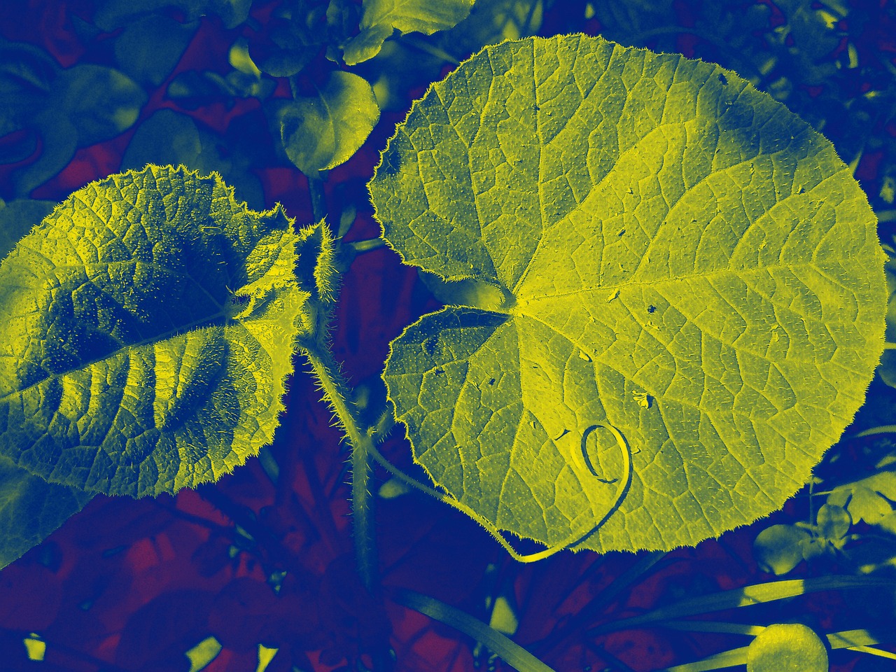 Image - nature beauty beau natural summer