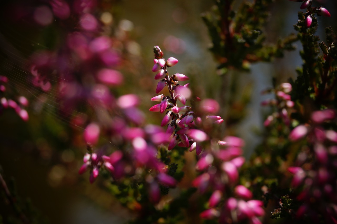 Image - heide erika plant blossom bloom