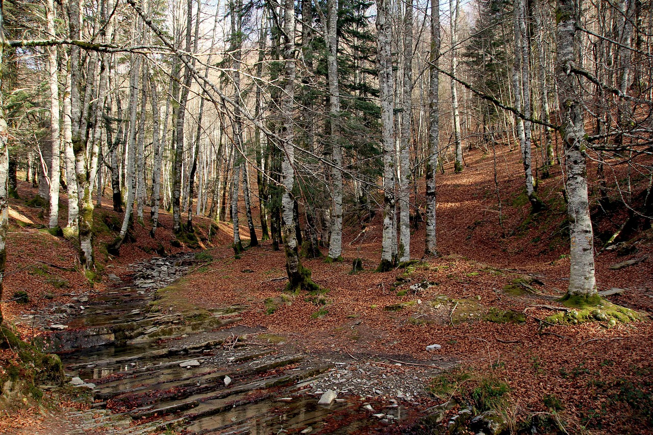 Image - forest nature pine trees insect