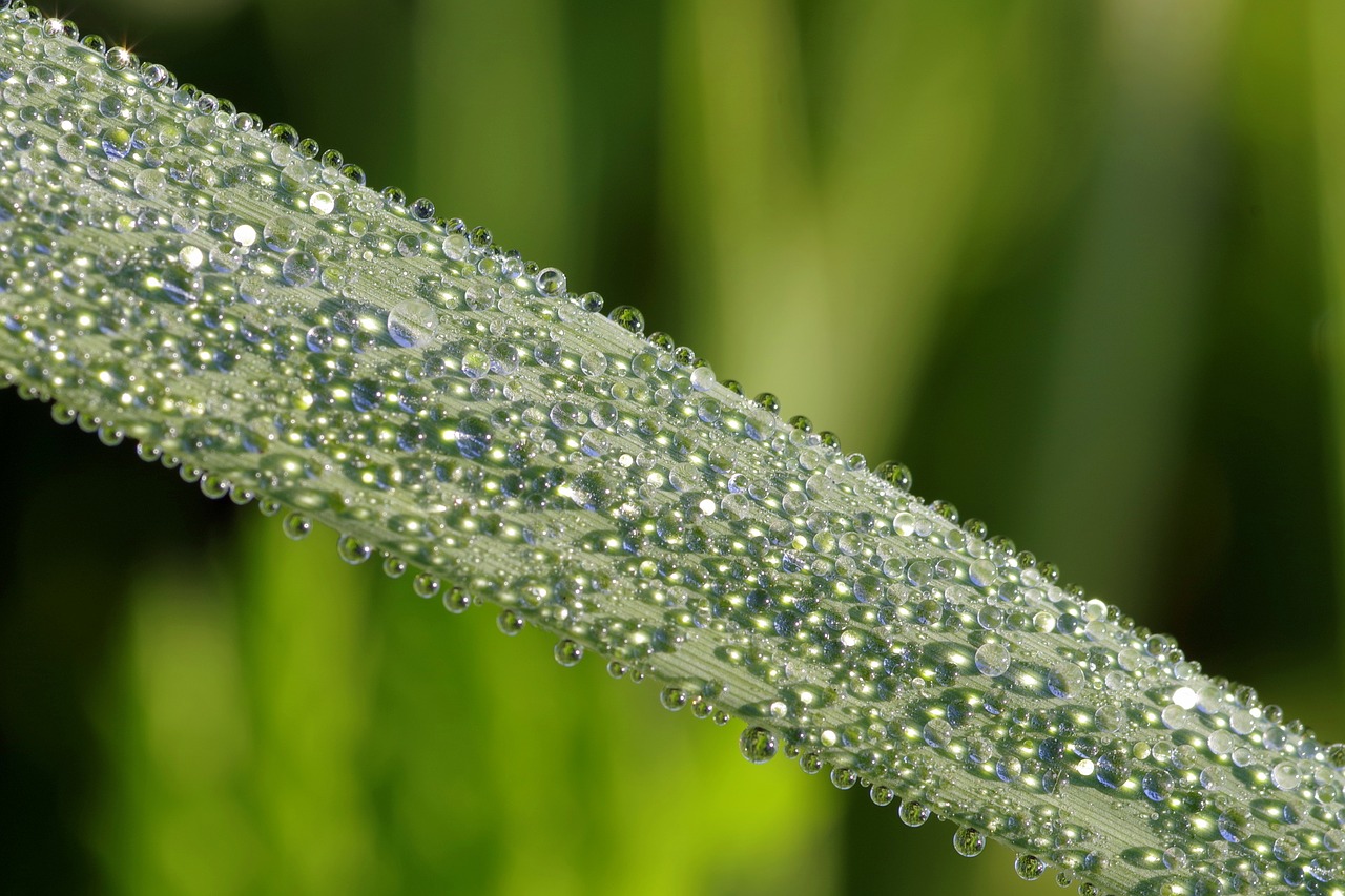 Image - rosa drops macro closeup grass