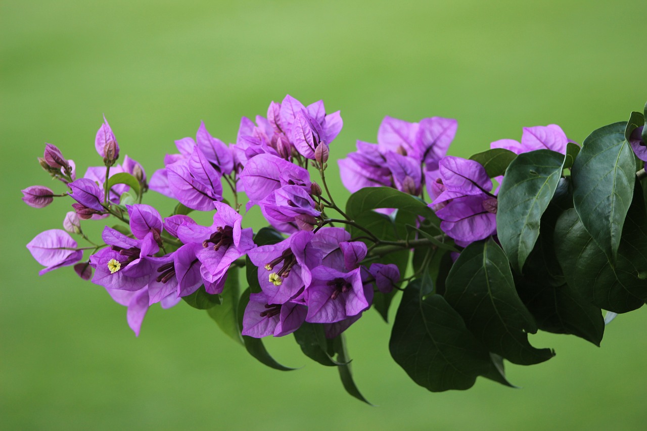 Image - flower tree grass plant bloom