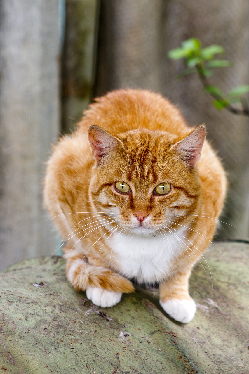 Image - pet orange young eyes feline