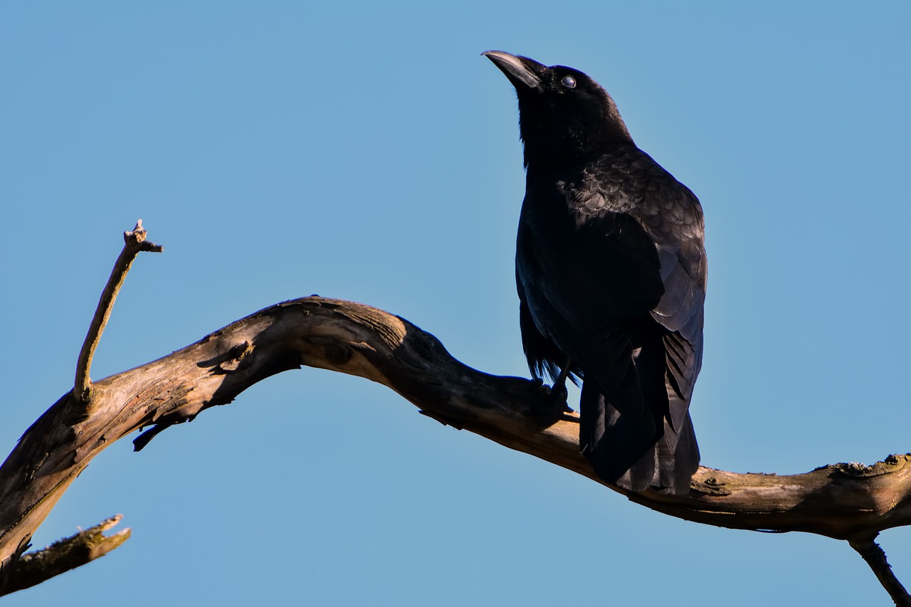 Image - raven black bird crow wild beak