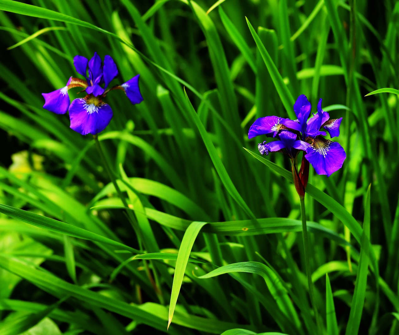 Image - iris blue garden early summer