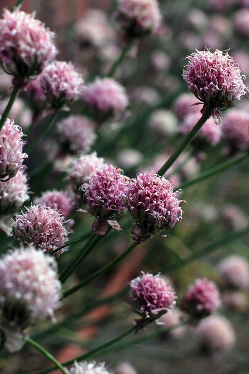 Image - chives flourished withered old