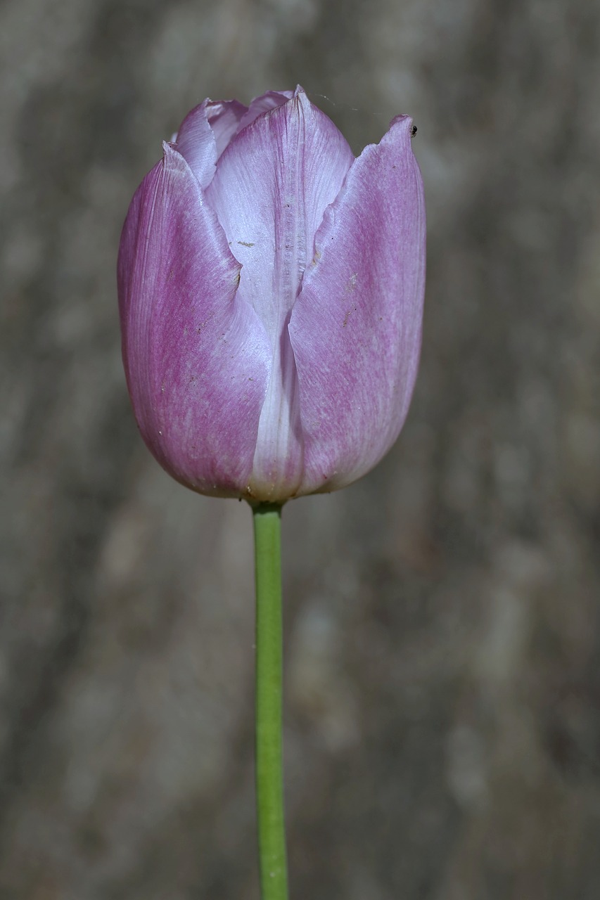 Image - tulip violet dark single flower