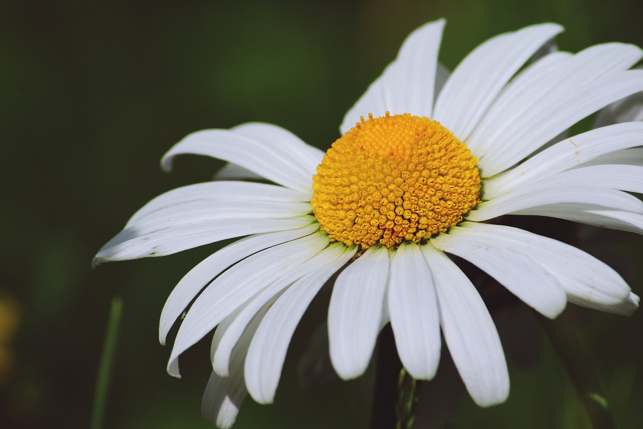 Image - flower marguerite white plant