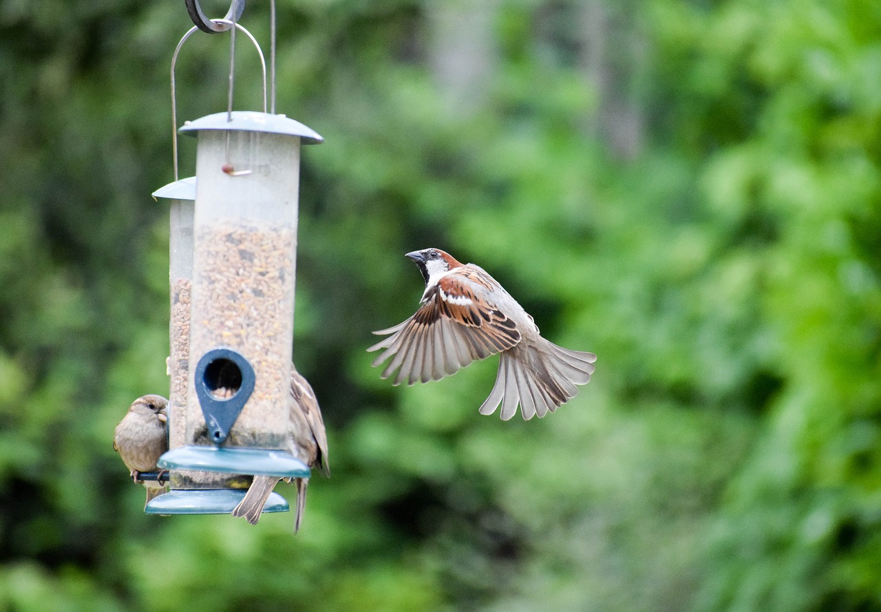 Image - bird sparrow animal nature