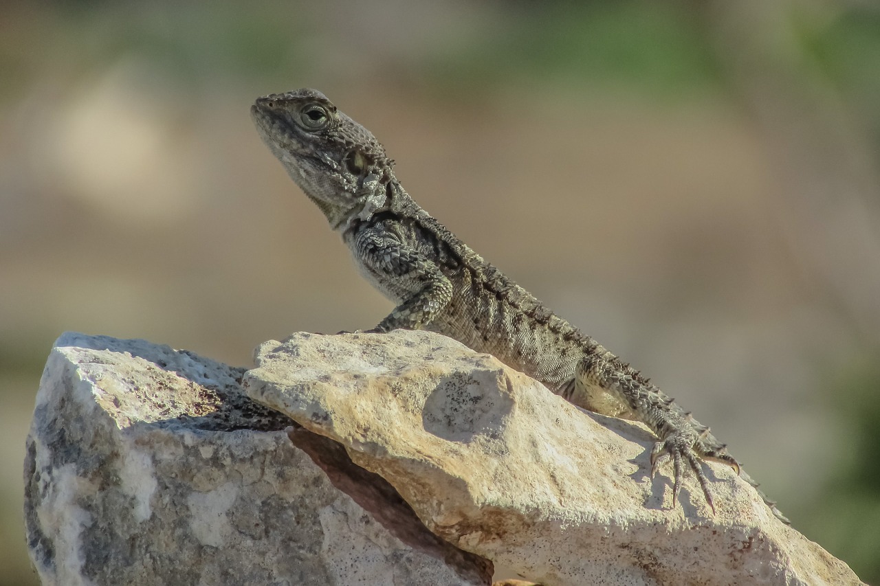 Image - lizard kurkutas reptile fauna