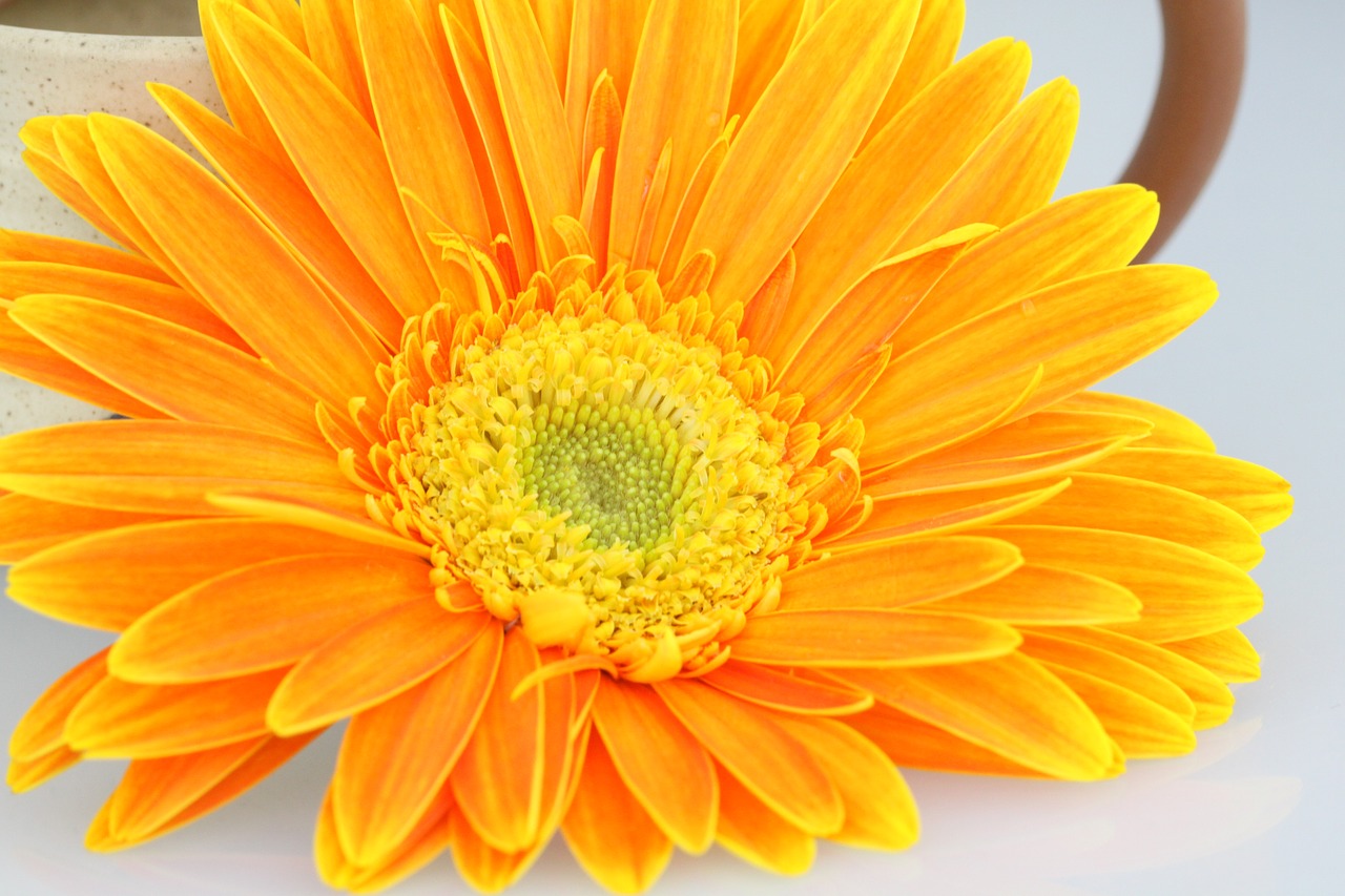 Image - chrysanthemum flower orange