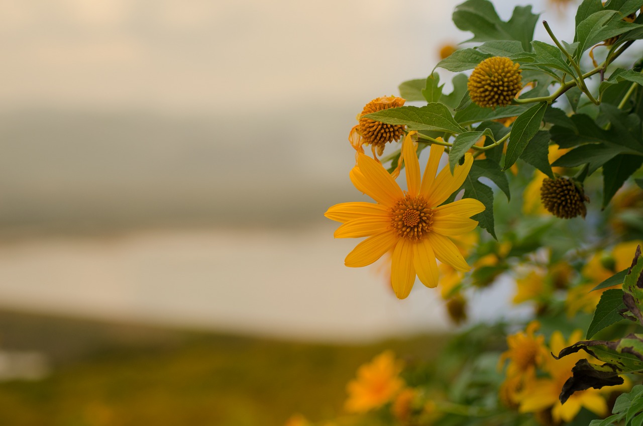 Image - mexican sunflower lotus tong mae moh
