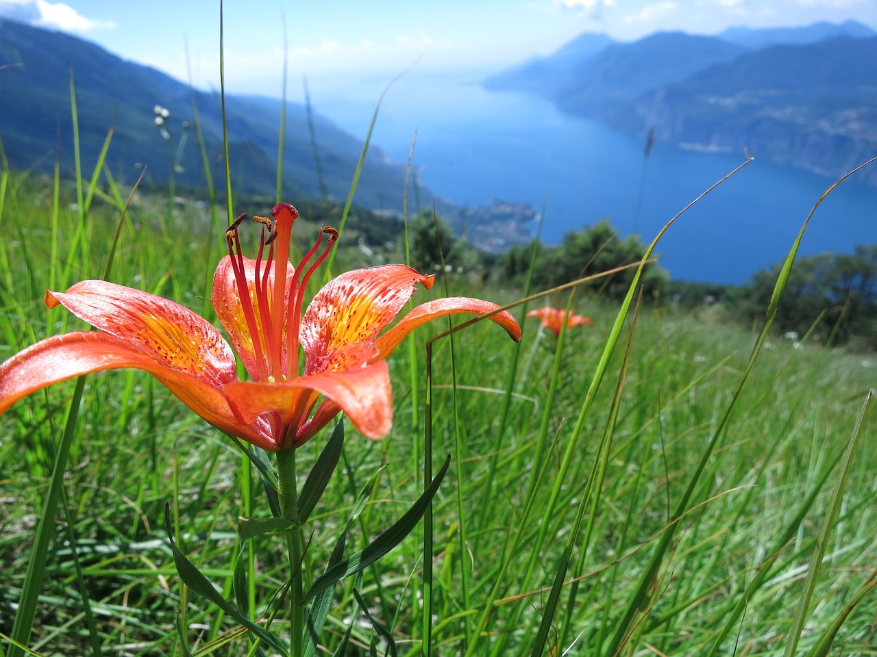 Image - blossom bloom garda summer