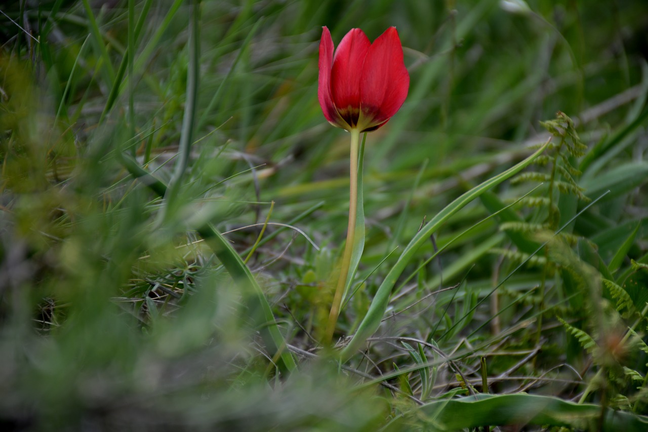 Image - turkey gümüşhane süleymaniye spring
