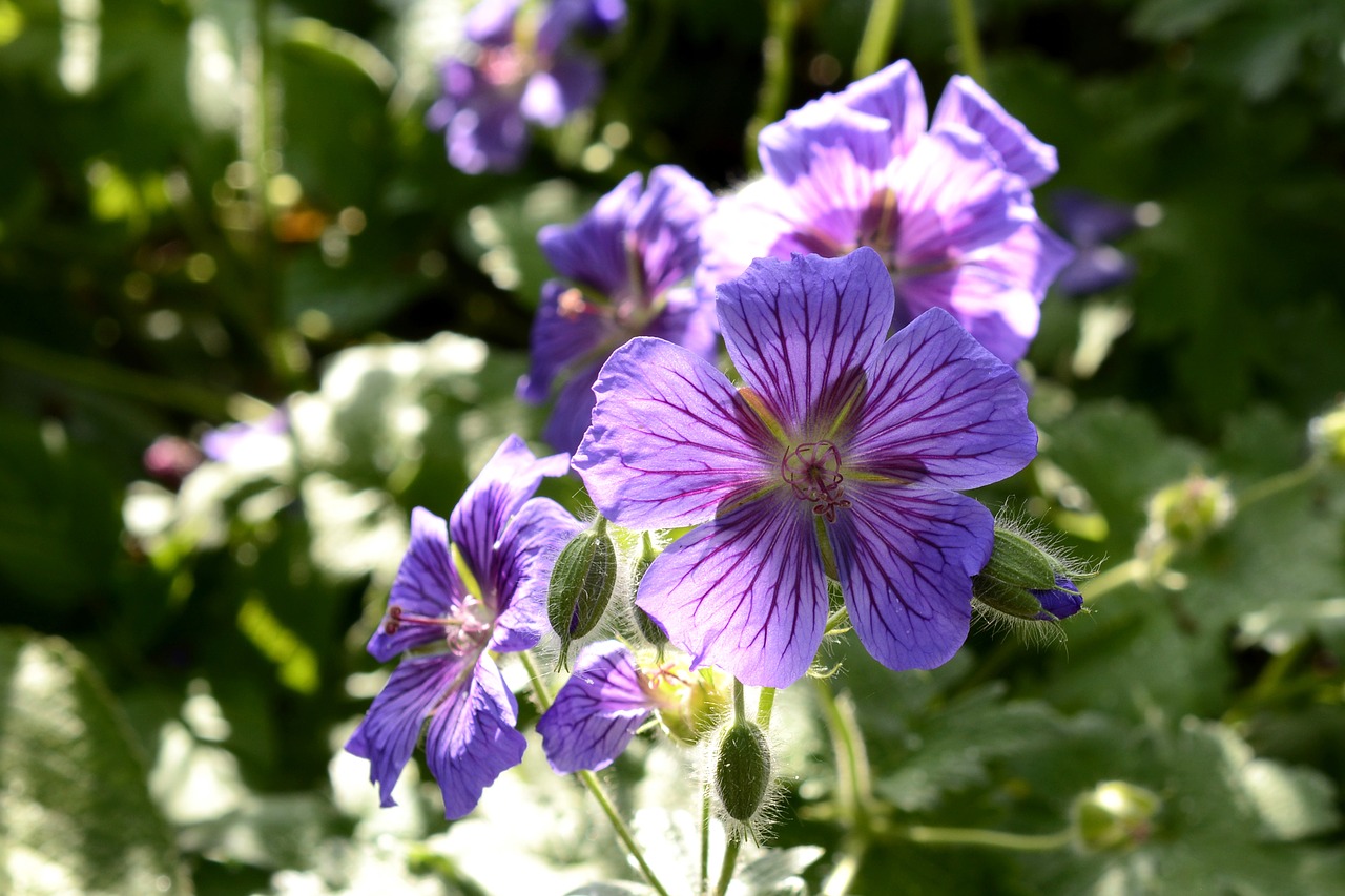 Image - cranesbill plant nature flora