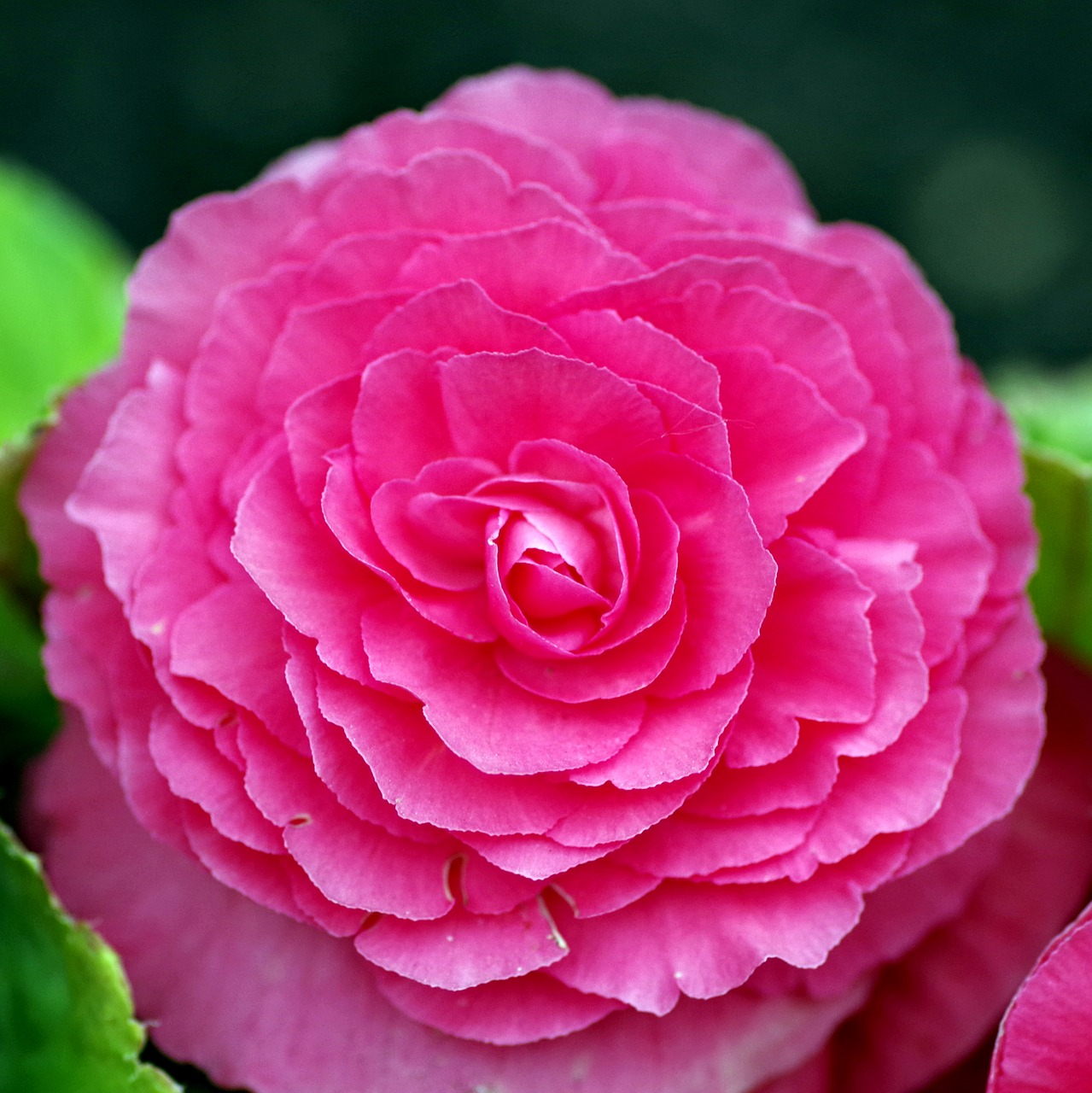 Image - begonia peony flower pink