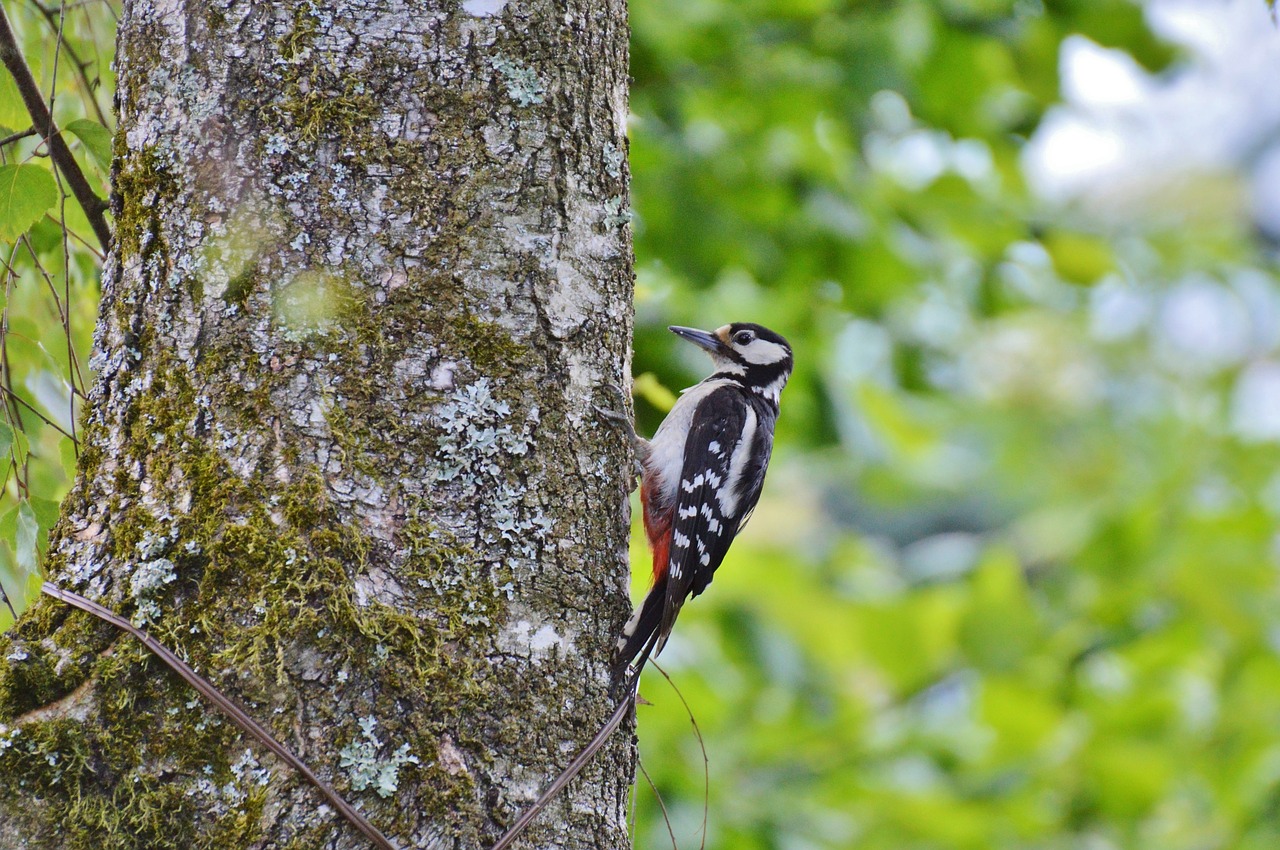 Image - woodpecker great spotted woodpecker