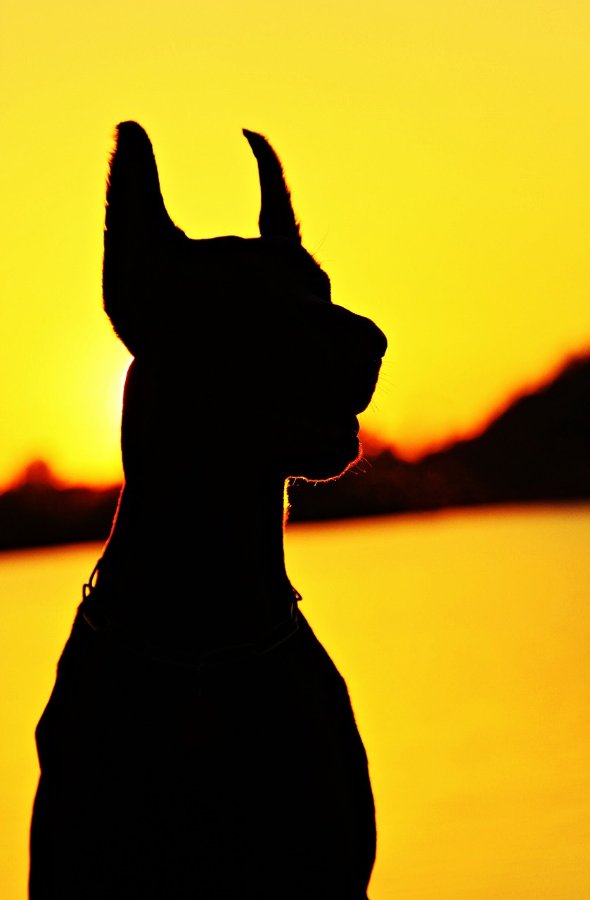 Image - doberman silhouette fejkép dog