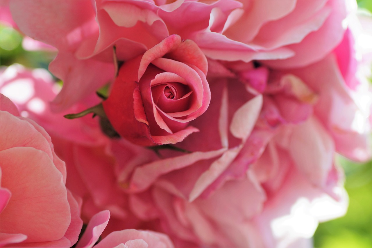 Image - rose bud pink plant garden