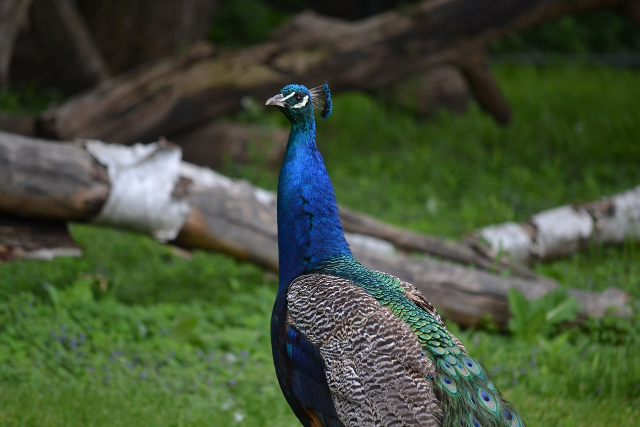 Image - peacock bird wildlife vibrant