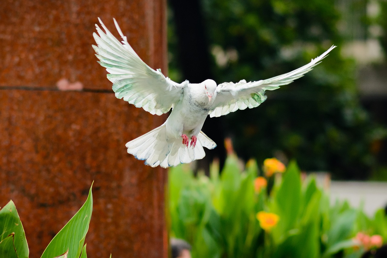 Image - bird nature dove fly animal wings