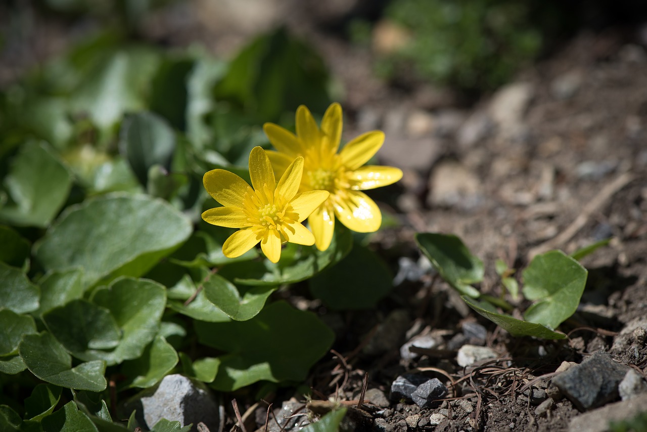 Image - celandine spring flowers