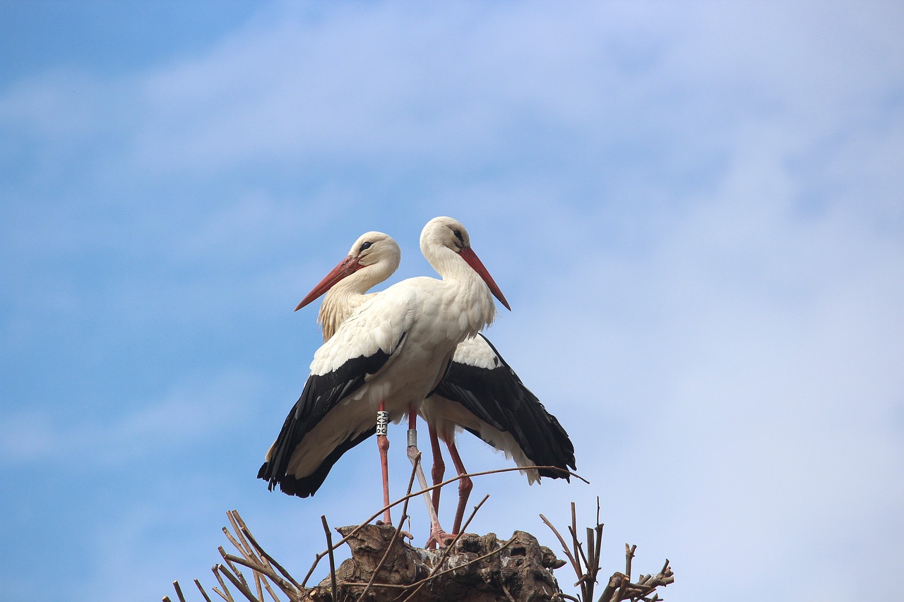 Image - stork bird animal animals alsace