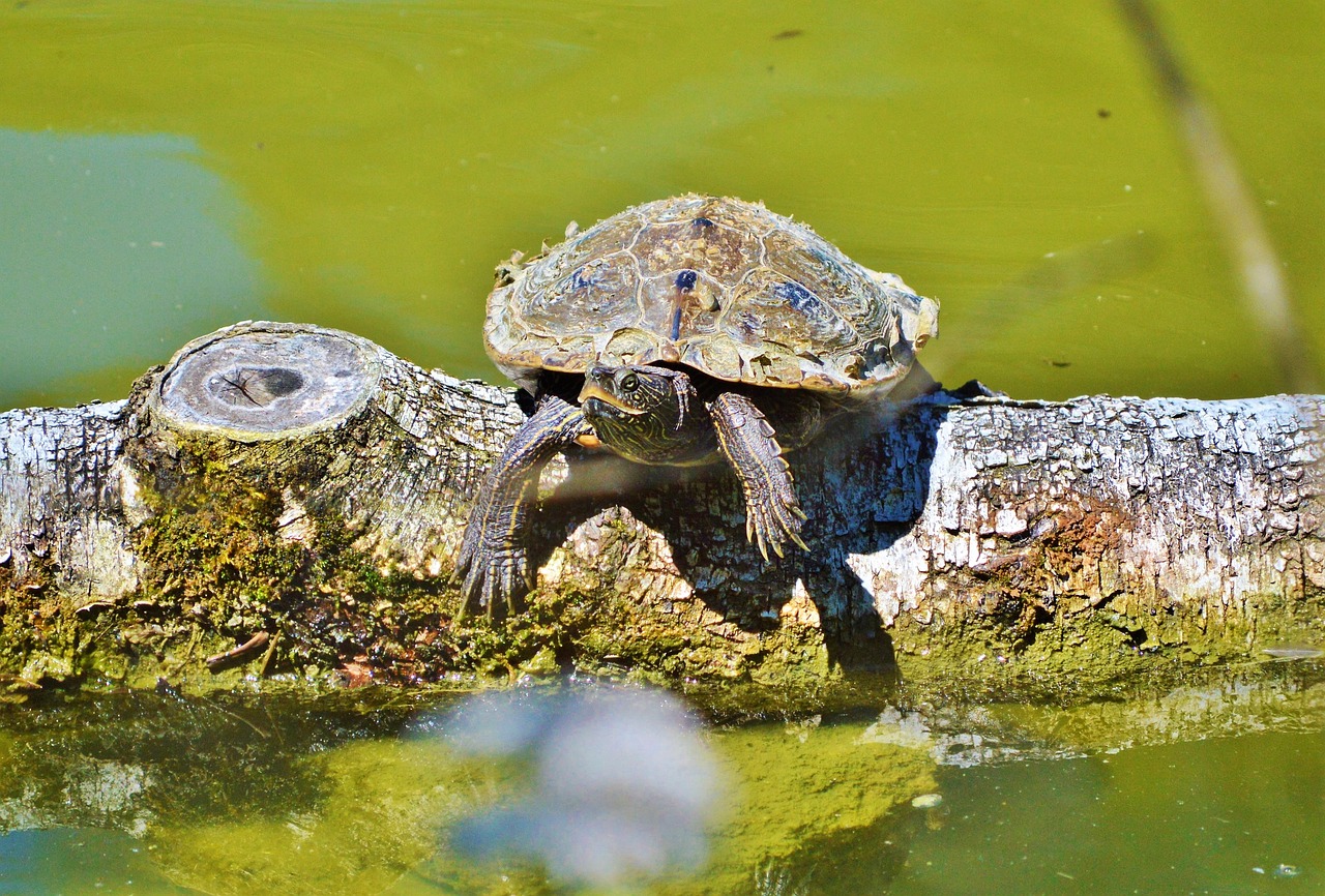 Image - turtle water turtle reptile