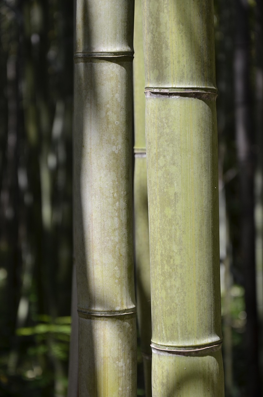 Image - bamboo green nature vegetation